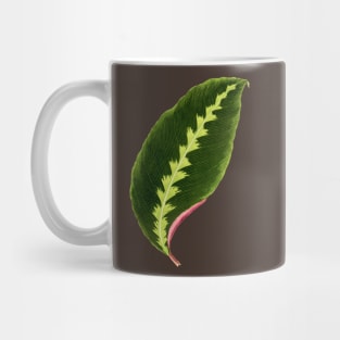 Calathea Warscewiczii - Flore des serres et des jardin de l’Europe Mug